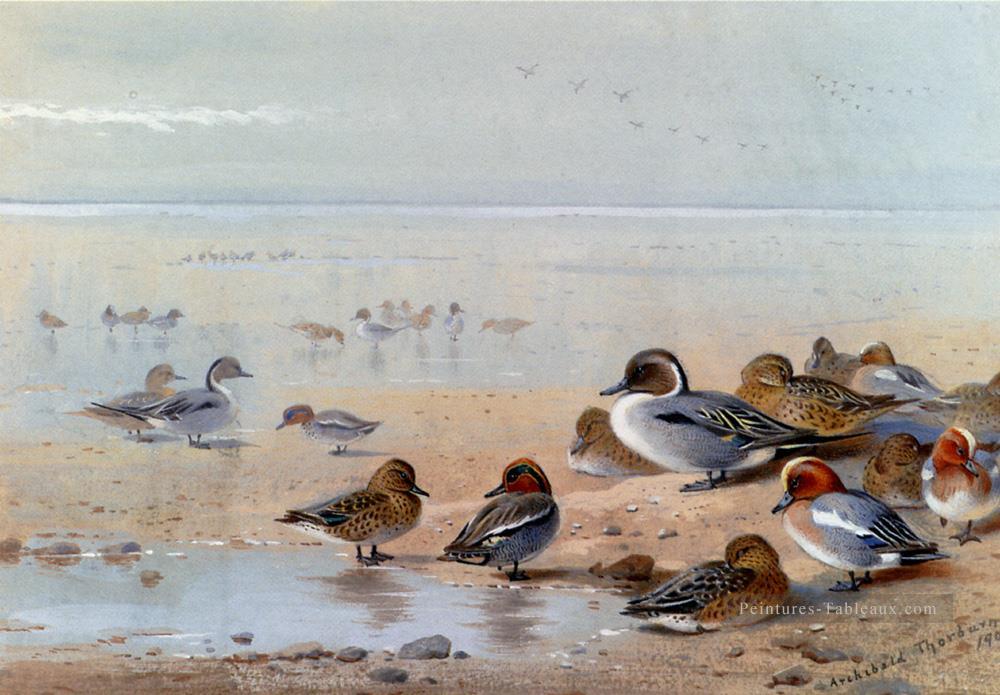 Pintail Teal et Wigeon sur le bord de la mer Archibald Thorburn oiseau Peintures à l'huile